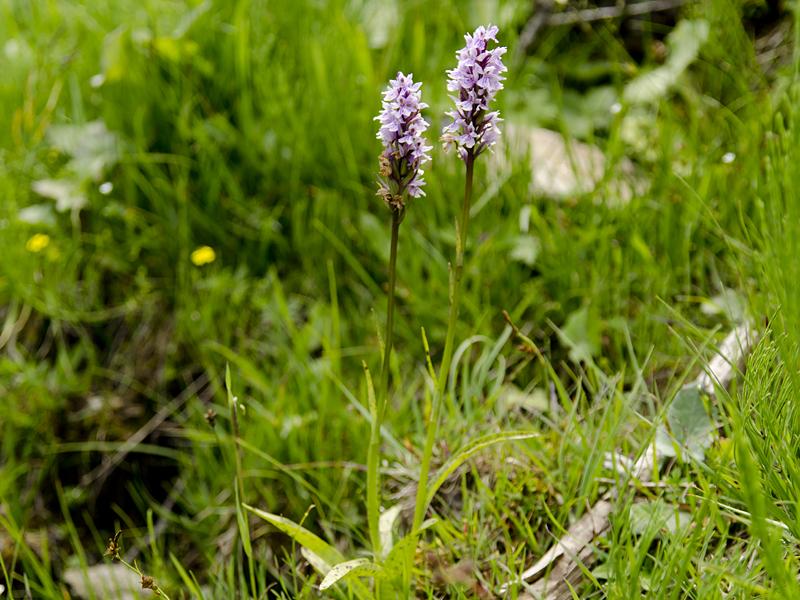 Dactylorhiza fuchsii